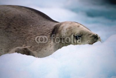 Crabeater seal, Antarctic