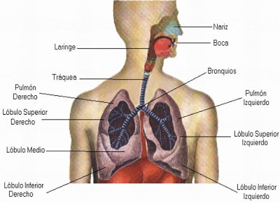 del Sistema respiratorio